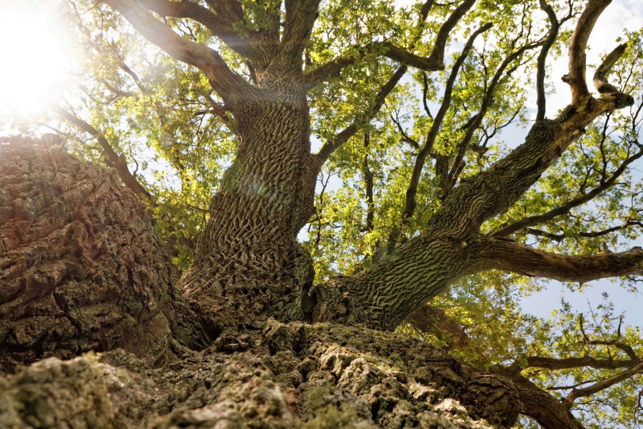 Majestic tree viewed from below, showcasing its textured bark and sprawling branches against a bright sky, highlighting the beauty of nature and sunlight filtering through the leaves. Majestic tree viewed from below, showcasing its textured bark and sprawling branches against a bright sky, highlighting the beauty of nature and sunlight filtering through the leaves.