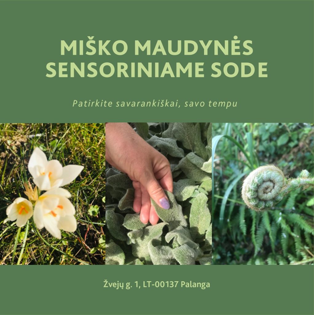 Image depicting a sensory garden experience with white flowers, a hand touching soft green leaves, and a curled fern, highlighting innovative rehabilitation methods for vulnerable individuals promoting stress relief and social inclusion. Image depicting a sensory garden experience with white flowers, a hand touching soft green leaves, and a curled fern, highlighting innovative rehabilitation methods for vulnerable individuals promoting stress relief and social inclusion.