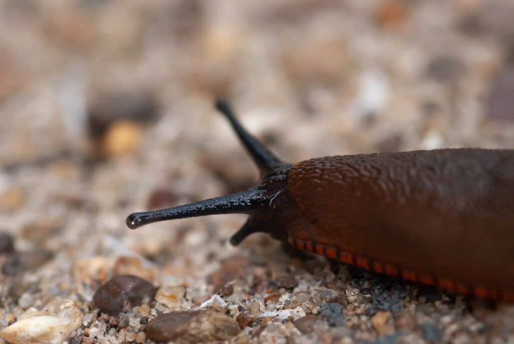 Protecting biodiversity from invasive alien species – Latvia-Lithuania ...