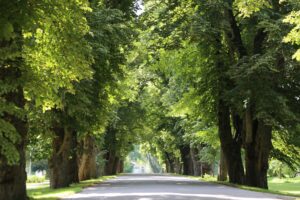 Scenic tree-lined road with sunlight filtering through lush green foliage, creating a tranquil and inviting atmosphere for outdoor enthusiasts and nature lovers.