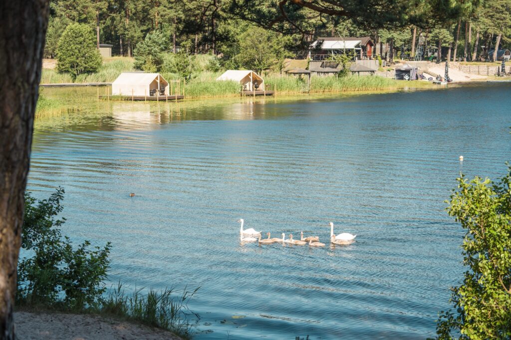 Lake with a swans swimming in the middle