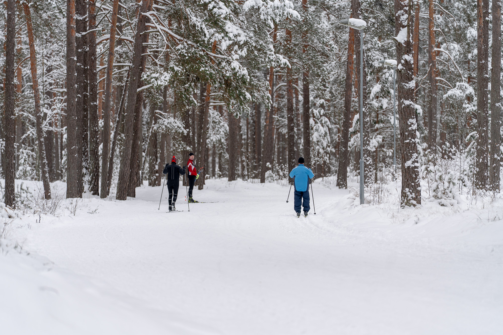 Cross-country skiers navigating a snowy forest trail surrounded by tall pine trees, showcasing a winter sports scene in a tranquil outdoor setting.