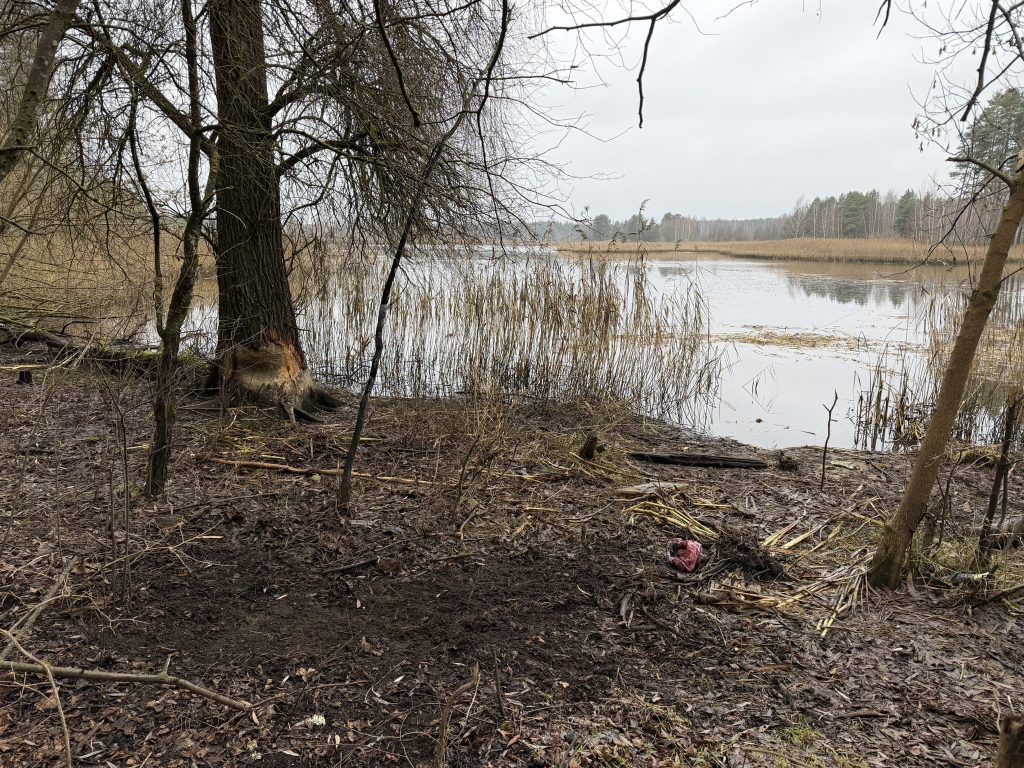 A serene wetland scene featuring a calm body of water surrounded by tall reeds and bare trees, with a cloudy sky overhead. The landscape showcases the natural beauty of a marshy area, ideal for wildlife and outdoor enthusiasts. A serene wetland scene featuring a calm body of water surrounded by tall reeds and bare trees, with a cloudy sky overhead. The landscape showcases the natural beauty of a marshy area, ideal for wildlife and outdoor enthusiasts.