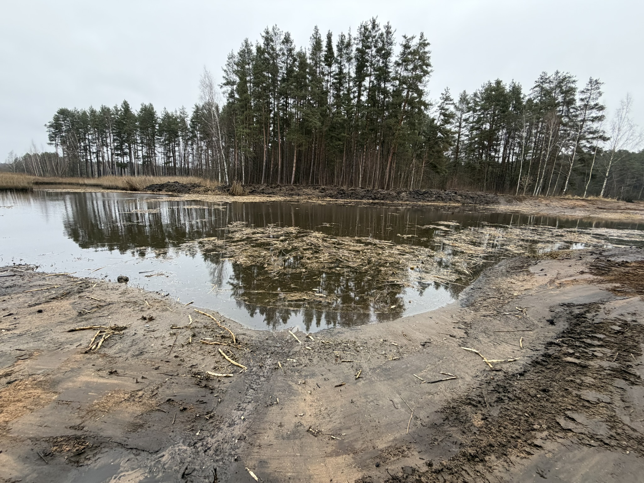 Wetland with water pond in front and trees at the distance Wetland with water pond in front and trees at the distance