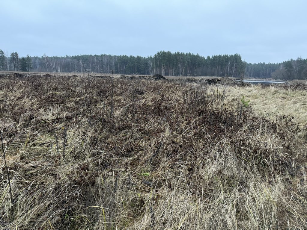 Landscape featuring a grassy field with patches of dry vegetation and a background of trees under a cloudy sky. The image captures the natural environment, highlighting the textures of the ground and the serene atmosphere. Landscape featuring a grassy field with patches of dry vegetation and a background of trees under a cloudy sky. The image captures the natural environment, highlighting the textures of the ground and the serene atmosphere.