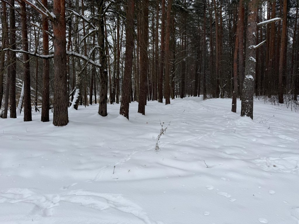 Snow-covered forest scene with tall pine trees and a serene winter landscape. Snow-covered forest scene with tall pine trees and a serene winter landscape.
