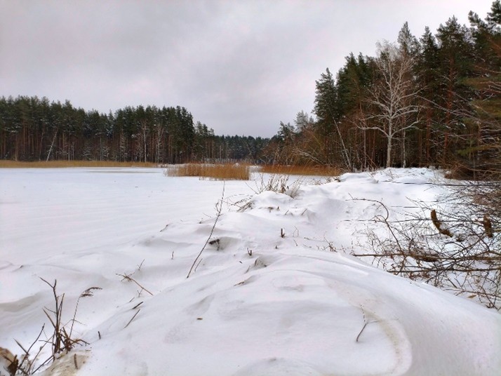 Snow-covered landscape with a frozen lake surrounded by trees and reeds, showcasing a serene winter scene. Snow-covered landscape with a frozen lake surrounded by trees and reeds, showcasing a serene winter scene.