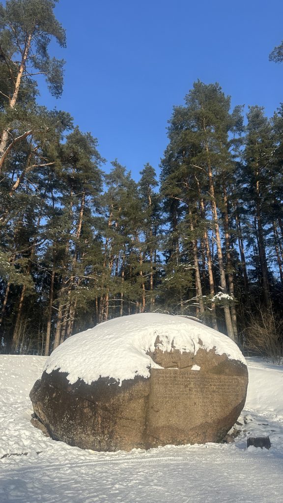 Snow-covered boulder in a forest with tall pine trees under a clear blue sky.