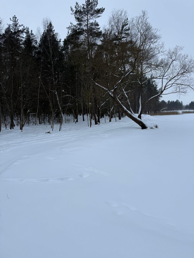 Snow-covered landscape with bare trees and a serene forest backdrop, showcasing a tranquil winter scene. Snow-covered landscape with bare trees and a serene forest backdrop, showcasing a tranquil winter scene.