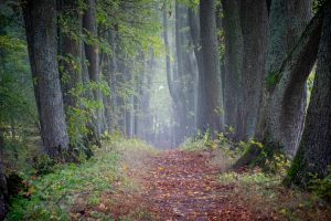 A serene forest pathway lined with tall trees, featuring a carpet of fallen leaves and soft mist, inviting exploration and nature walks.