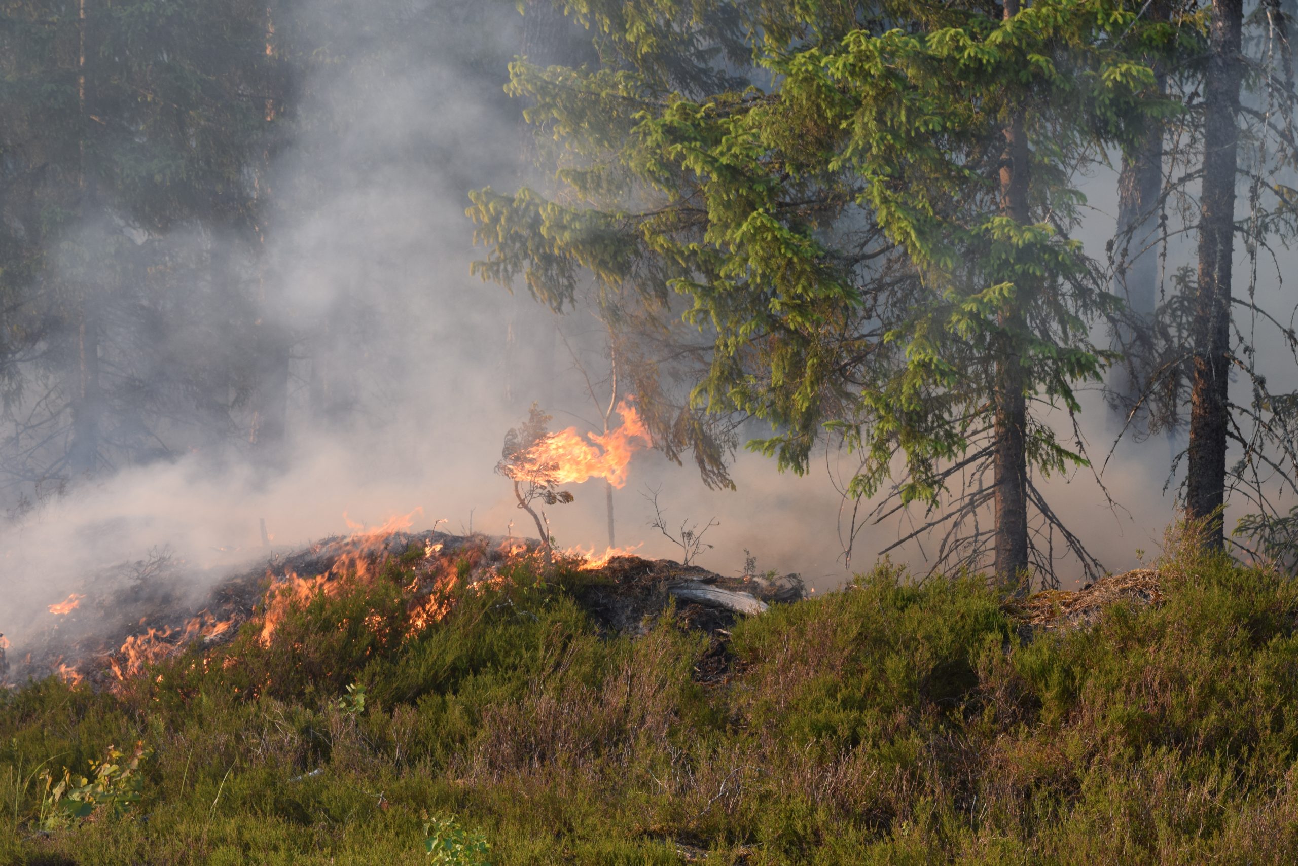 Forest fire burning through underbrush with smoke rising among evergreen trees, highlighting the impact of wildfires on vegetation and wildlife.