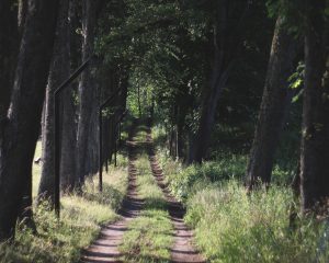 A serene dirt path surrounded by tall trees and lush greenery, leading through a tranquil forest. The pathway is flanked by metal posts, suggesting a boundary or fence, creating a peaceful and inviting atmosphere for walking or exploring nature.
