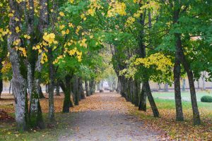 Scenic pathway lined with trees showcasing vibrant green and yellow leaves, surrounded by fallen autumn foliage, creating a tranquil outdoor setting.