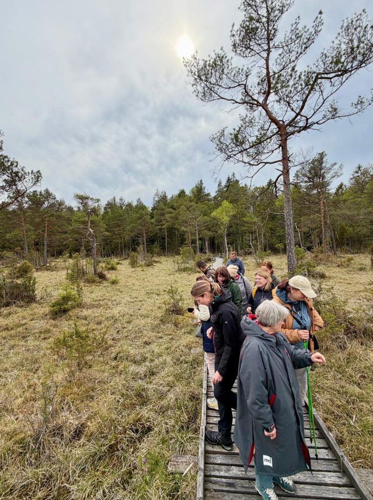 Group of people observing nature on a wooden boardwalk in a forested wetland, surrounded by trees and grasslands under a cloudy sky. Ideal for eco-tourism and nature exploration activities.