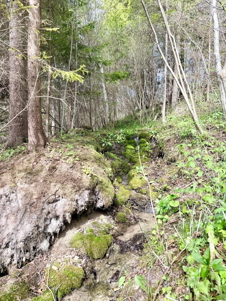 A serene forest scene featuring a moss-covered stream surrounded by lush greenery and tall trees, showcasing the beauty of nature in springtime.