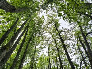 Looking up at tall trees with lush green leaves against a cloudy sky, showcasing a serene forest canopy.