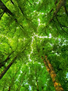 Looking up at a dense canopy of lush green leaves and tall trees, showcasing the beauty of nature and the vibrant colors of a forest in spring or summer.