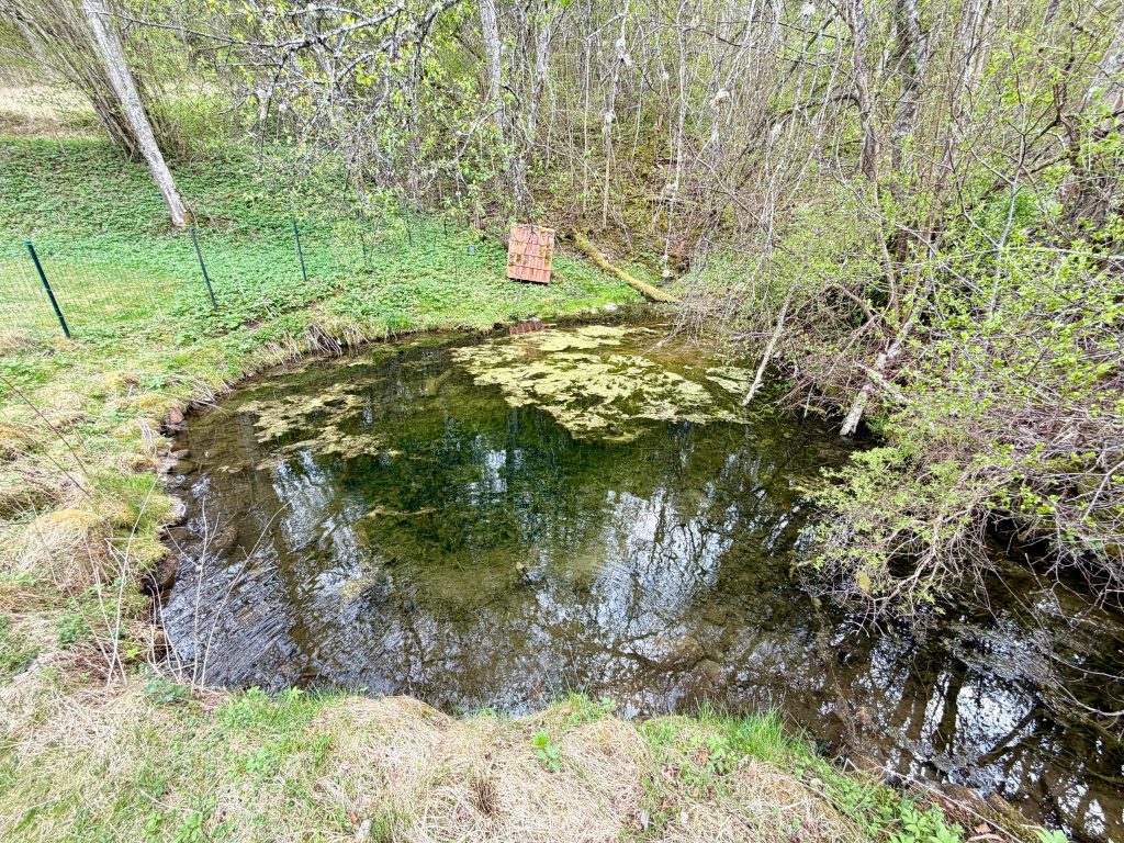 Clear pond surrounded by lush greenery and trees, featuring reflections on the water's surface and patches of algae. A wooden fence is visible in the background, adding to the serene natural setting.