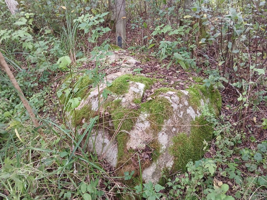 Moss-covered rock surrounded by dense greenery and small plants in a forest setting, showcasing natural vegetation and earthy textures. Moss-covered rock surrounded by dense greenery and small plants in a forest setting, showcasing natural vegetation and earthy textures.
