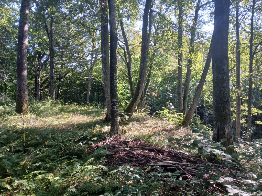 Lush forest scene featuring tall trees and dense underbrush, with sunlight filtering through the leaves, creating a serene natural environment. Lush forest scene featuring tall trees and dense underbrush, with sunlight filtering through the leaves, creating a serene natural environment.