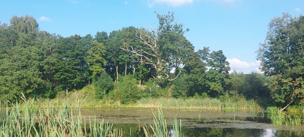 Lush green trees surround a tranquil pond with tall reeds in the foreground, showcasing a serene natural landscape under a clear blue sky. Lush green trees surround a tranquil pond with tall reeds in the foreground, showcasing a serene natural landscape under a clear blue sky.