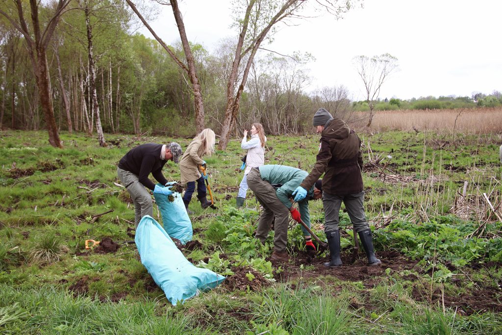 Volunteers engaged in a community environmental cleanup, planting and removing invasive plants in a lush green area with trees and wetlands in the background.