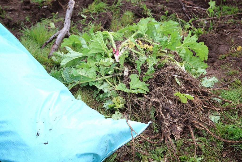 Ripped out garden plants with exposed roots and a blue gardening bag resting on the ground, surrounded by freshly turned soil and grass.