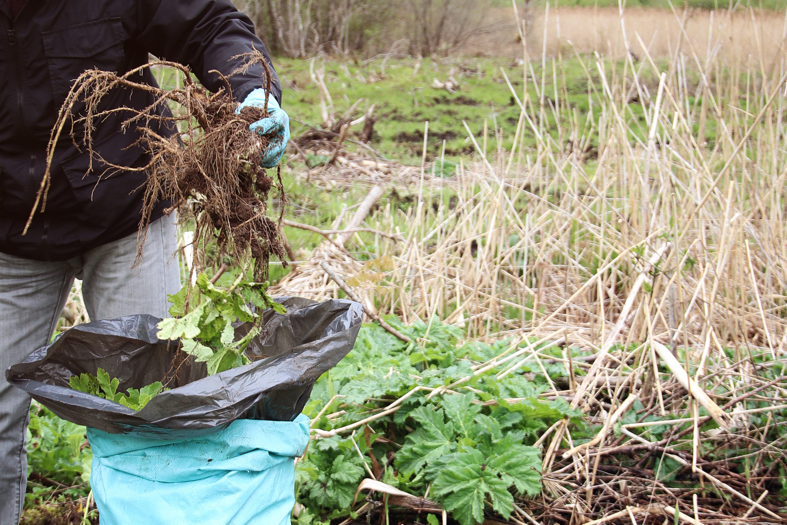 Person wearing gloves removing invasive plant roots and foliage from a wetland area, placing them into a black trash bag for proper disposal. Lush green vegetation and dry reeds are visible in the background, highlighting the natural environment.
