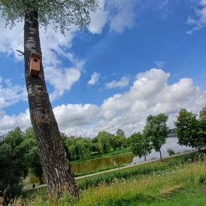  Twenty-one nesting boxes for owls, little eiders, mallards, pintails, grebes, bats were installed in Biržai Castle Site Park.