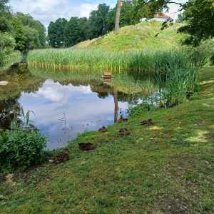 The moat of Biržai Castle after cleaning The moat of Biržai Castle after cleaning