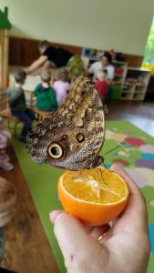 Children from in Biržai participated in the educational programmes “Live Butterflies Up Close”.