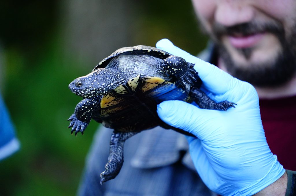 A person wearing blue gloves holds a turtle, showcasing its distinctive shell and markings, during a release event at the Ruģeļi Wetland in Daugavpils, Latvia.