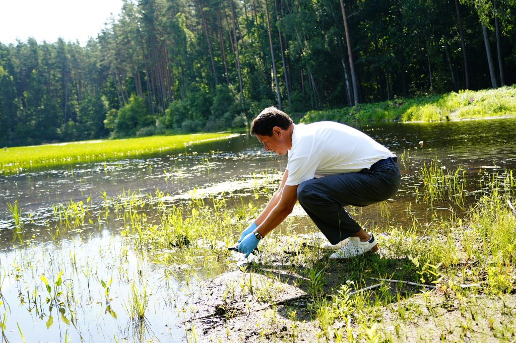 A man in a white shirt and blue gloves crouches by the water's edge in the Ruģeļi Wetland, Daugavpils, Latvia, preparing to release turtles into their natural habitat surrounded by lush greenery.
