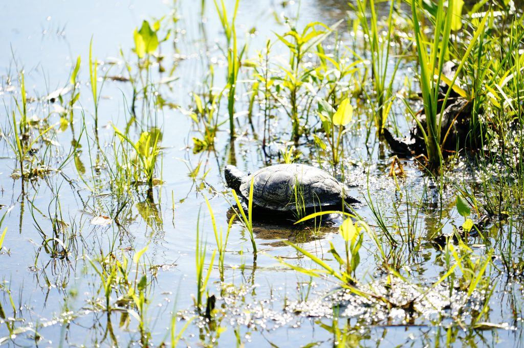 Turtle emerging from the water among lush green grass in the Ruģeļi Wetland, Daugavpils, Latvia, highlighting the habitat where turtles are released into the wild.