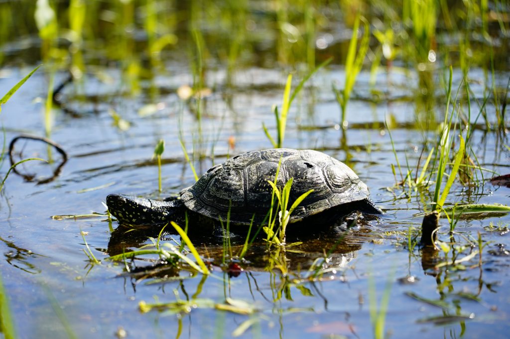 Turtle swimming in the Ruģeļi Wetland in Daugavpils, Latvia, surrounded by green grass and clear water, symbolizing successful wildlife conservation efforts.