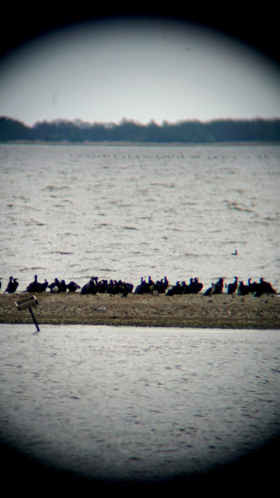 A group of cormorants resting on a sandbar in the Klaipėda region, with a calm water backdrop, illustrating the natural habitat explored in the BIRDIE project.