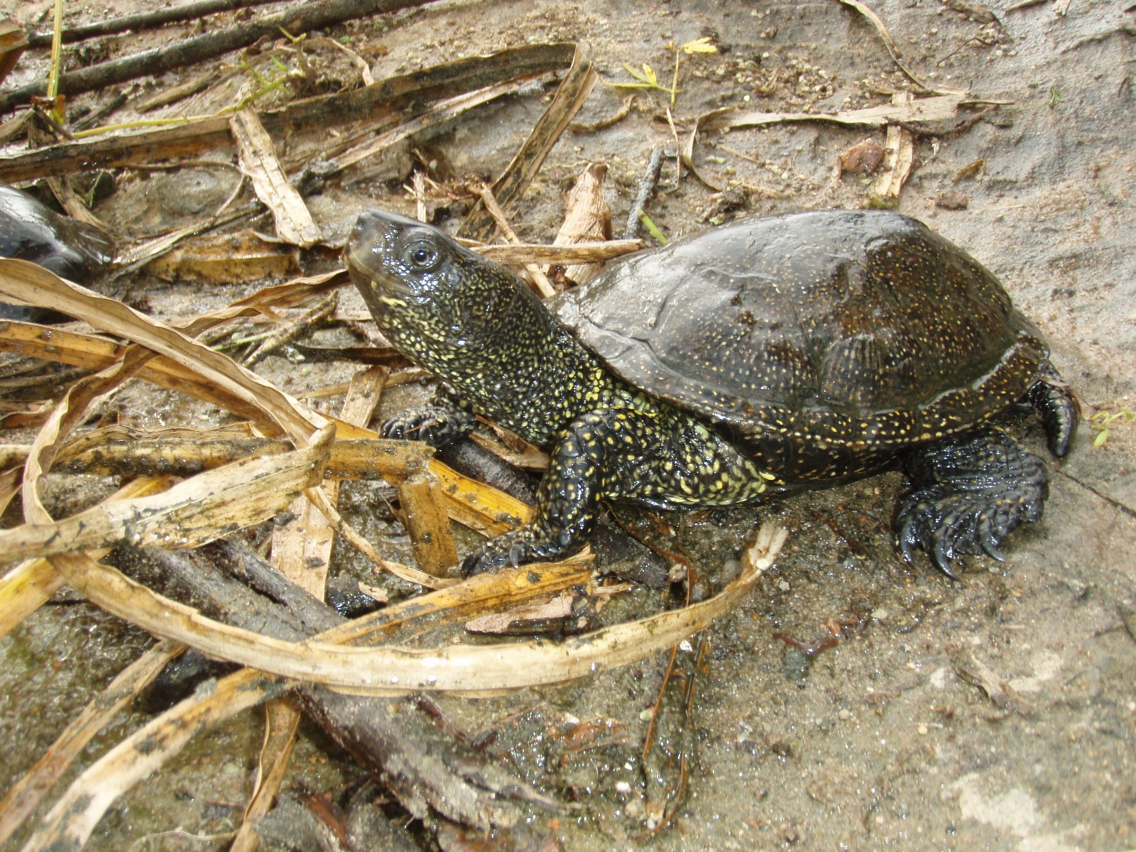 Close-up of a black turtle with yellow speckles, resting on dry leaves and soil near a water source, showcasing its textured shell and limbs in a natural habitat.