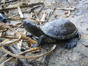Close-up of a black turtle with yellow speckles, resting on a muddy surface surrounded by dried vegetation and twigs, showcasing its textured shell and limbs.