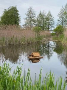 A serene pond scene featuring a wooden duck house floating on the water, surrounded by tall grasses and trees. The calm water reflects the natural landscape, creating a peaceful atmosphere.