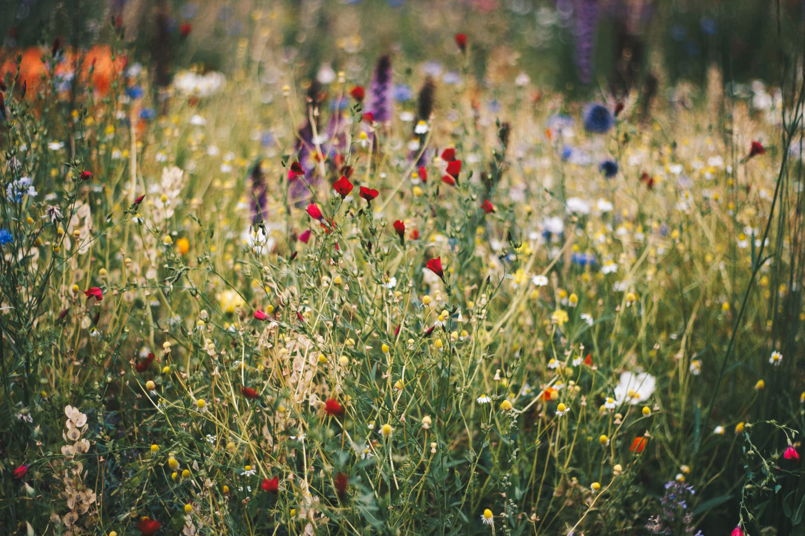 Vibrant wildflower meadow featuring a variety of colorful blooms, including red, yellow, and blue flowers, surrounded by lush green grass, creating a picturesque natural landscape.