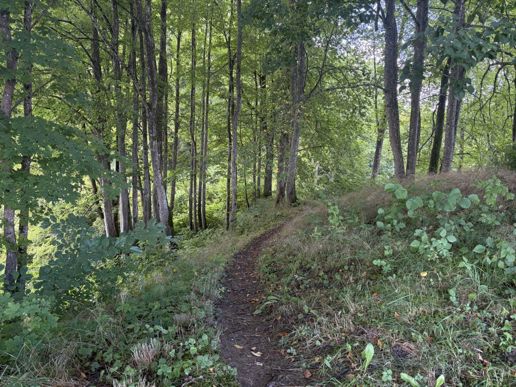 A serene forest path winding through lush greenery in Mažeikiai District, showcasing the diverse geological landscape and natural beauty of the area. A serene forest path winding through lush greenery in Mažeikiai District, showcasing the diverse geological landscape and natural beauty of the area.