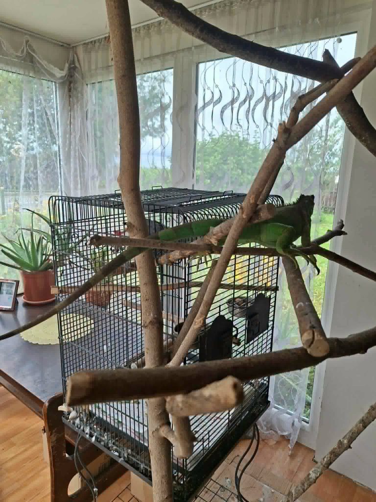 Green lizard resting on branches near a birdcage in a sunlit room, showcasing a naturalistic environment for an educational workshop on "Bee Therapy."