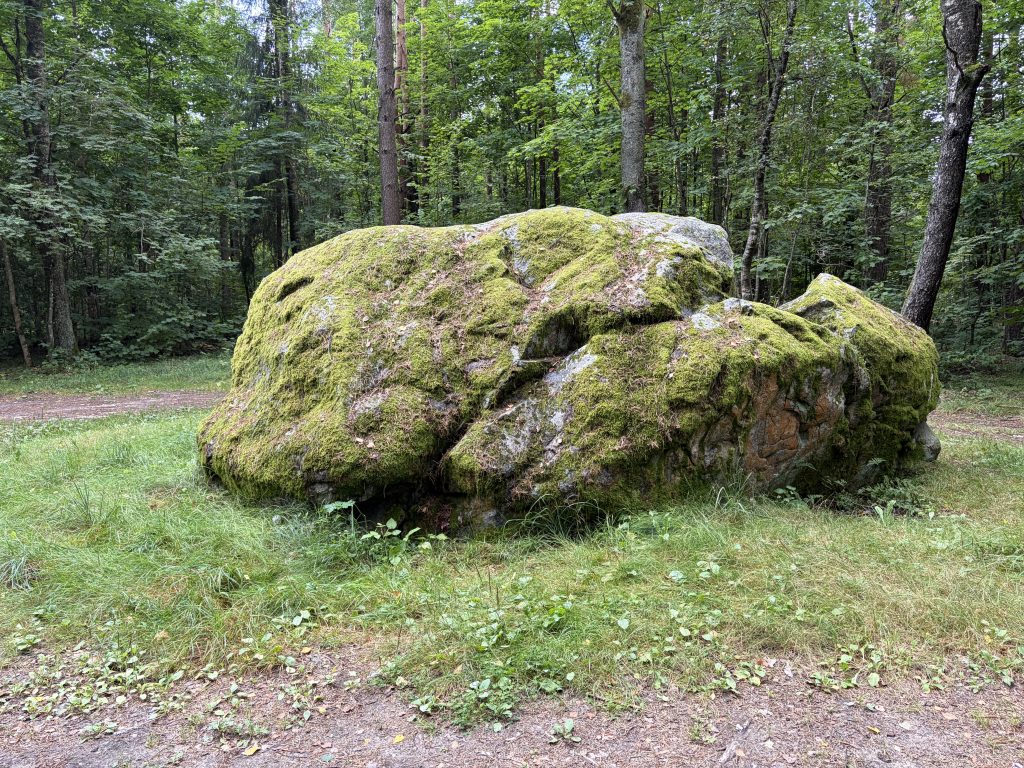 Large moss-covered boulder in a lush forest setting of Mažeikiai District, surrounded by greenery and trees, showcasing geological features. Large moss-covered boulder in a lush forest setting of Mažeikiai District, surrounded by greenery and trees, showcasing geological features.