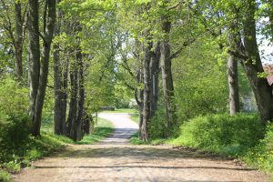Pathway winding through Valdemārpils Linden Alley and Park, lined with lush green trees and vibrant foliage, ideal for exploring biodiversity during educational walks.