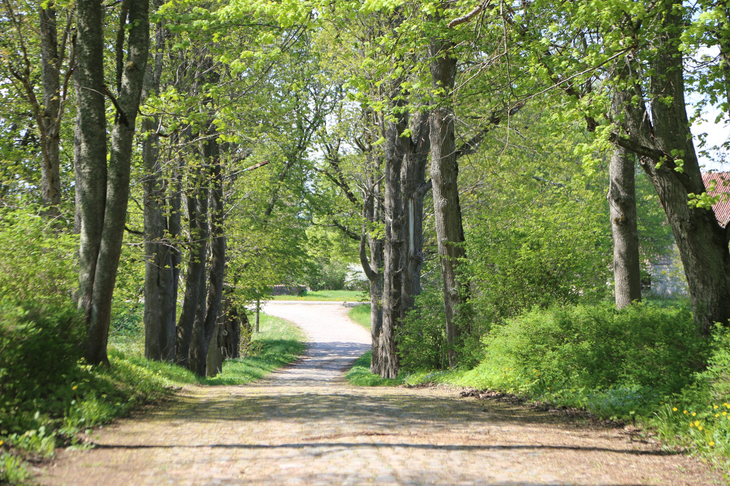 Pathway winding through Valdemārpils Linden Alley and Park, lined with lush green trees and vibrant foliage, ideal for exploring biodiversity during educational walks.