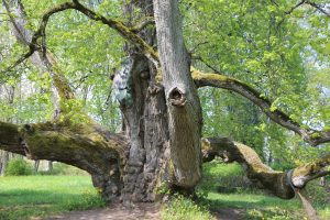Ancient linden tree with sprawling branches and vibrant green leaves in Valdemārpils Park, showcasing biodiversity and natural beauty during spring.