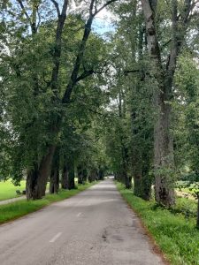 Scenic view of Kalēti Linden Alley, featuring a tree-lined road surrounded by lush greenery, ideal for educational walks focused on biodiversity in the adjacent forest park. Scenic view of Kalēti Linden Alley, featuring a tree-lined road surrounded by lush greenery, ideal for educational walks focused on biodiversity in the adjacent forest park.