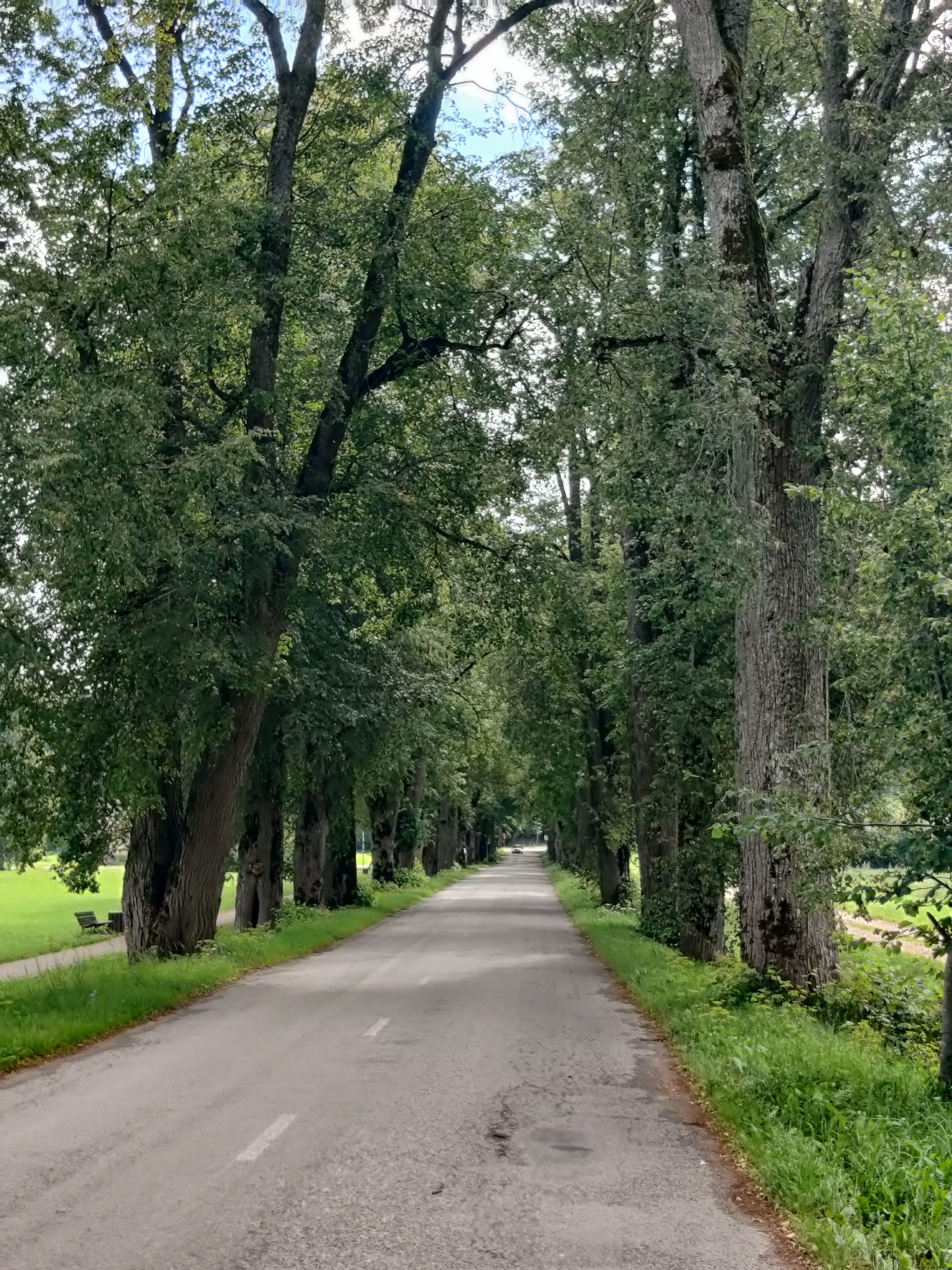 Scenic view of Kalēti Linden Alley, featuring a tree-lined road surrounded by lush greenery, ideal for educational walks focused on biodiversity in the adjacent forest park. Scenic view of Kalēti Linden Alley, featuring a tree-lined road surrounded by lush greenery, ideal for educational walks focused on biodiversity in the adjacent forest park.