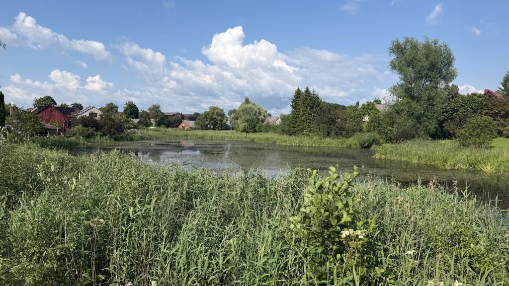 Lush green vegetation surrounding a freshwater ecosystem in Lithuania, showcasing a tranquil pond under a blue sky with scattered clouds, highlighting the natural habitat restoration efforts of the "Rewater" project.