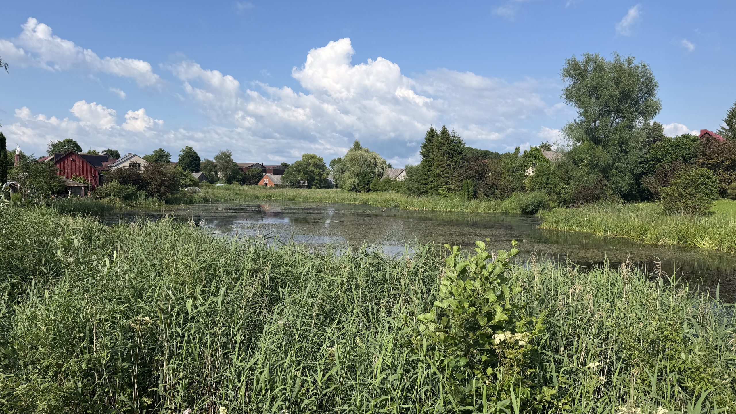 Lush green vegetation surrounding a freshwater ecosystem in Lithuania, showcasing a tranquil pond under a blue sky with scattered clouds, highlighting the natural habitat restoration efforts of the "Rewater" project.